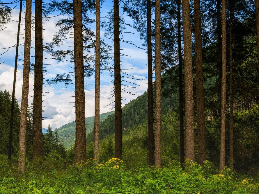 Landschaft